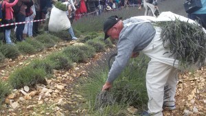 Lavender cutting competition