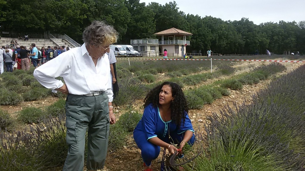 Learning to cut lavender from an ex champion.