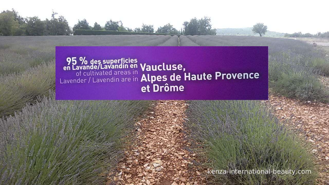 Provence Lavender, France 