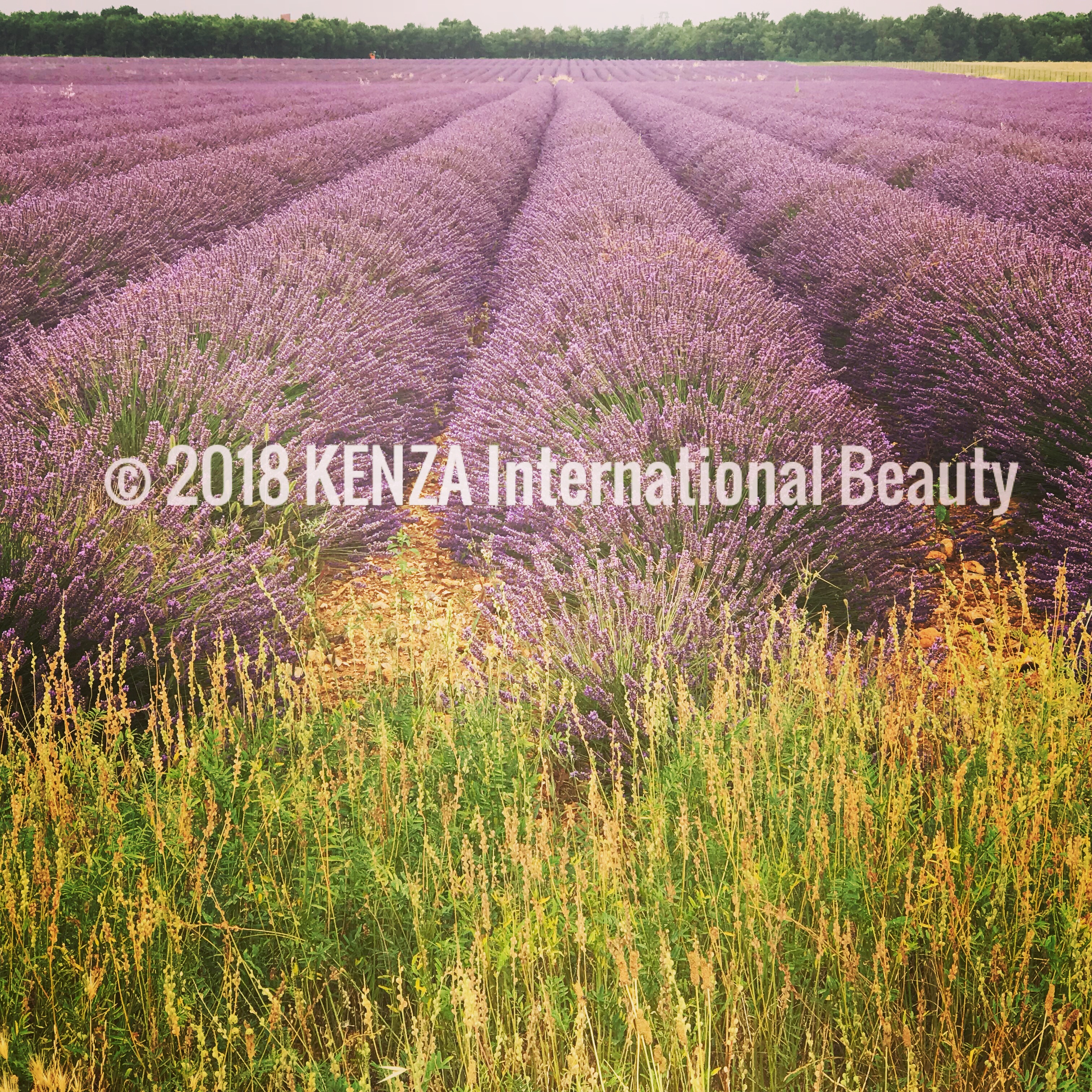 Lavender field Valensole ©2018 KENZA International Beauty (25)
