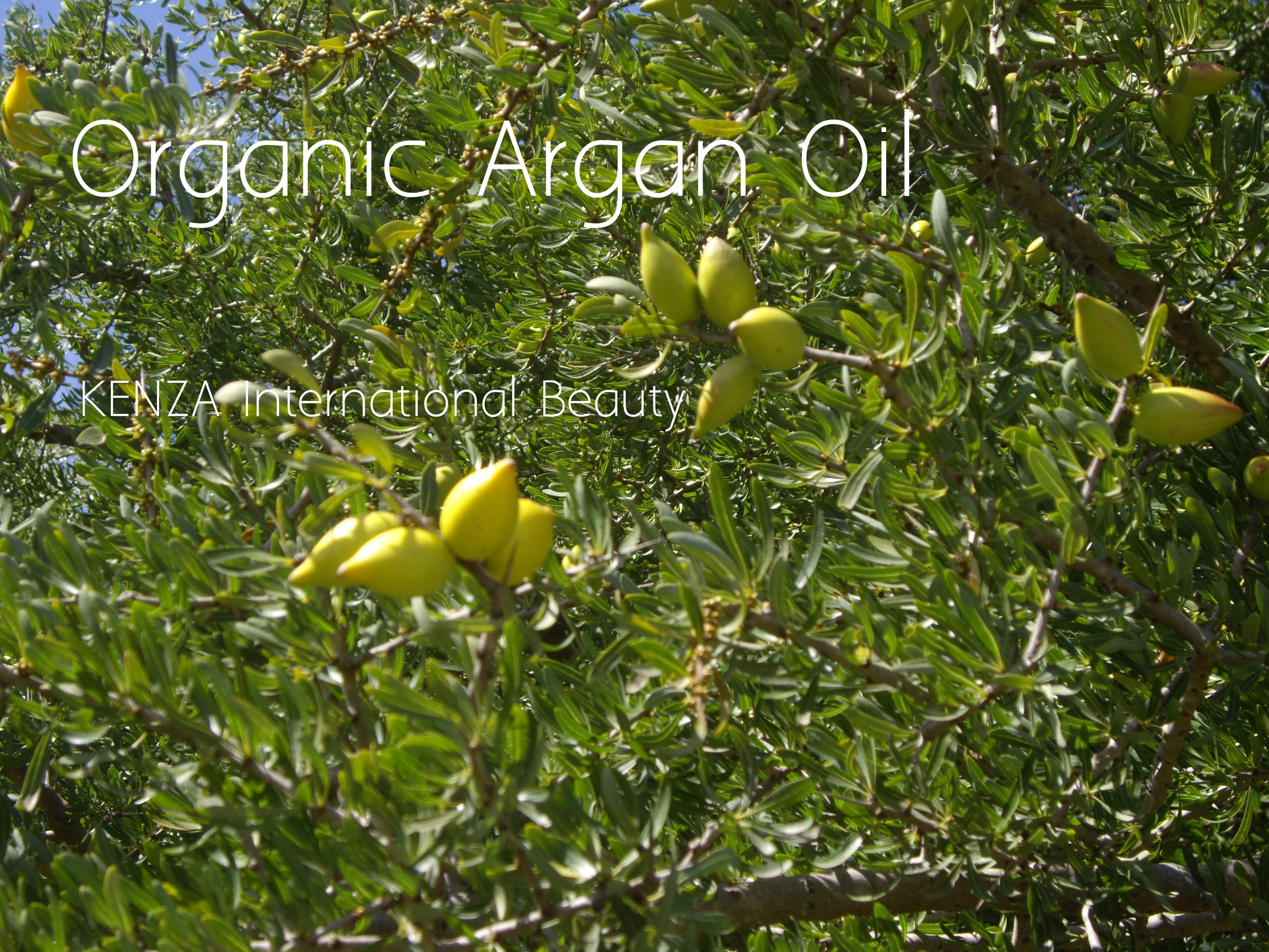 Argan fruits 