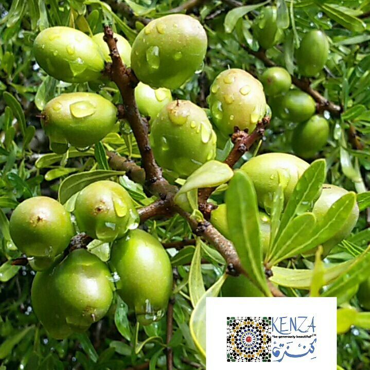 Argan tree with green nuts Agadir - photo: Khadija Fajry Copyright - KENZA International Beauty  https://kenza-international-beauty.com