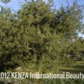 Argan Tree Arganerie©2013 KENZA International Beauty
