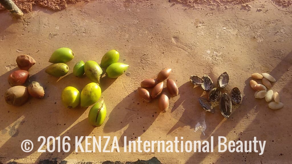 Argan Nuts Atlas Kasbah © 2017 Kenza International Beauty
