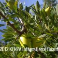 Green Argan Fruits Essaouira© 2012 KENZA International Beauty (1)