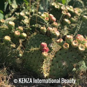 Prickly Pears Cactus Tree