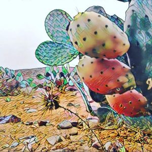 Prickly Pears Cactus