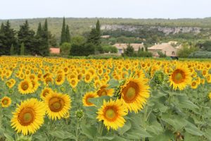 Sunflowers in Provence ©KENZA International Beauty LLC