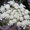 Wild Carrot Plant