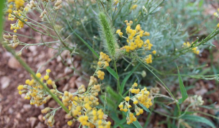 Helichrysum Italicum Plant in Provence France