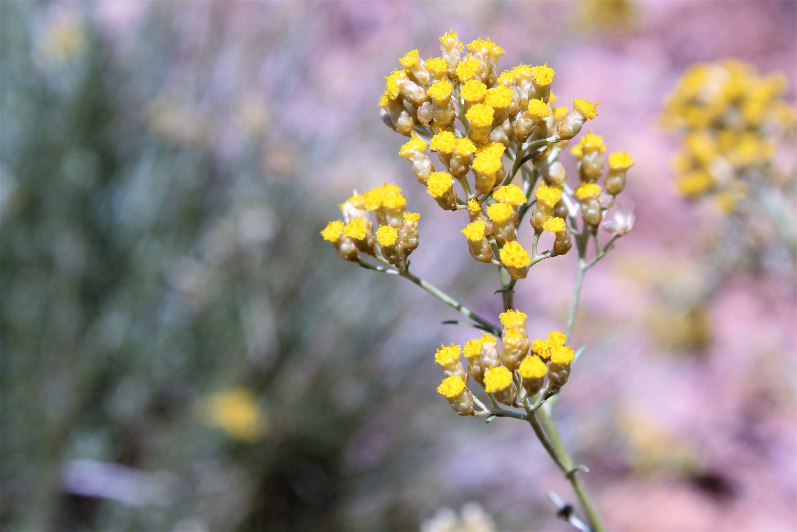 KENZA Helichrysum Italicum Immortelle Provence 