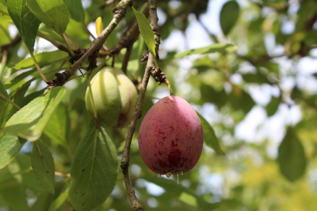 Prune Plum Summer 2022 (14)