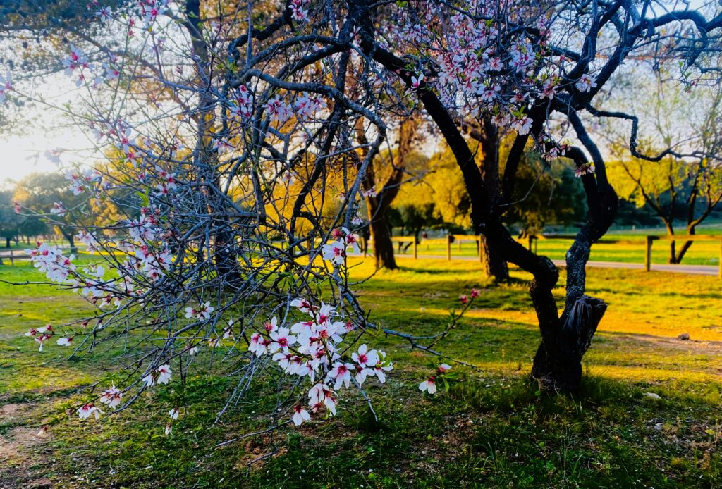 Spring Blossom Provence 2022 Khadija Fajry