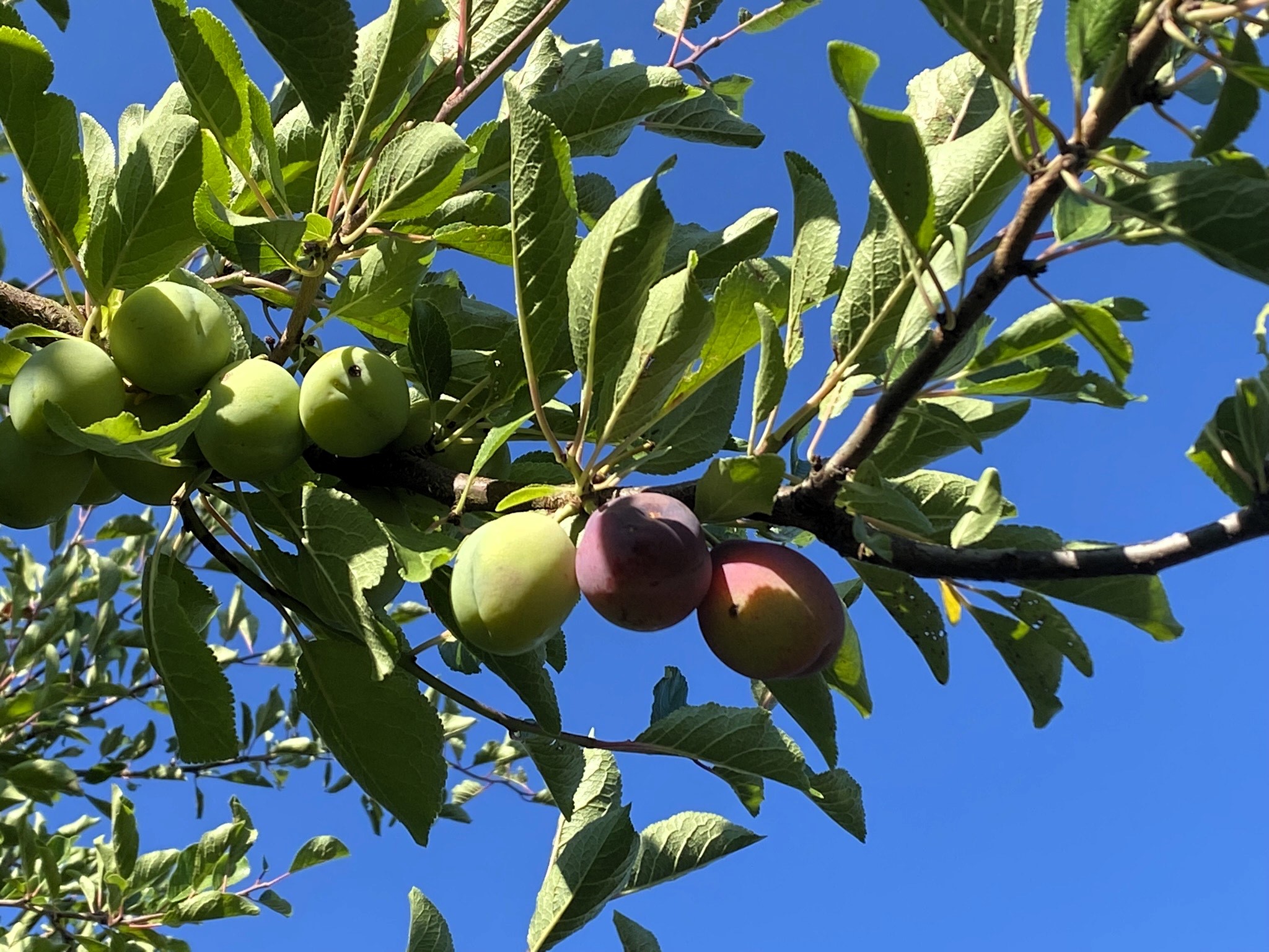 Fresh Prunes Plums In France Khadija Fajry