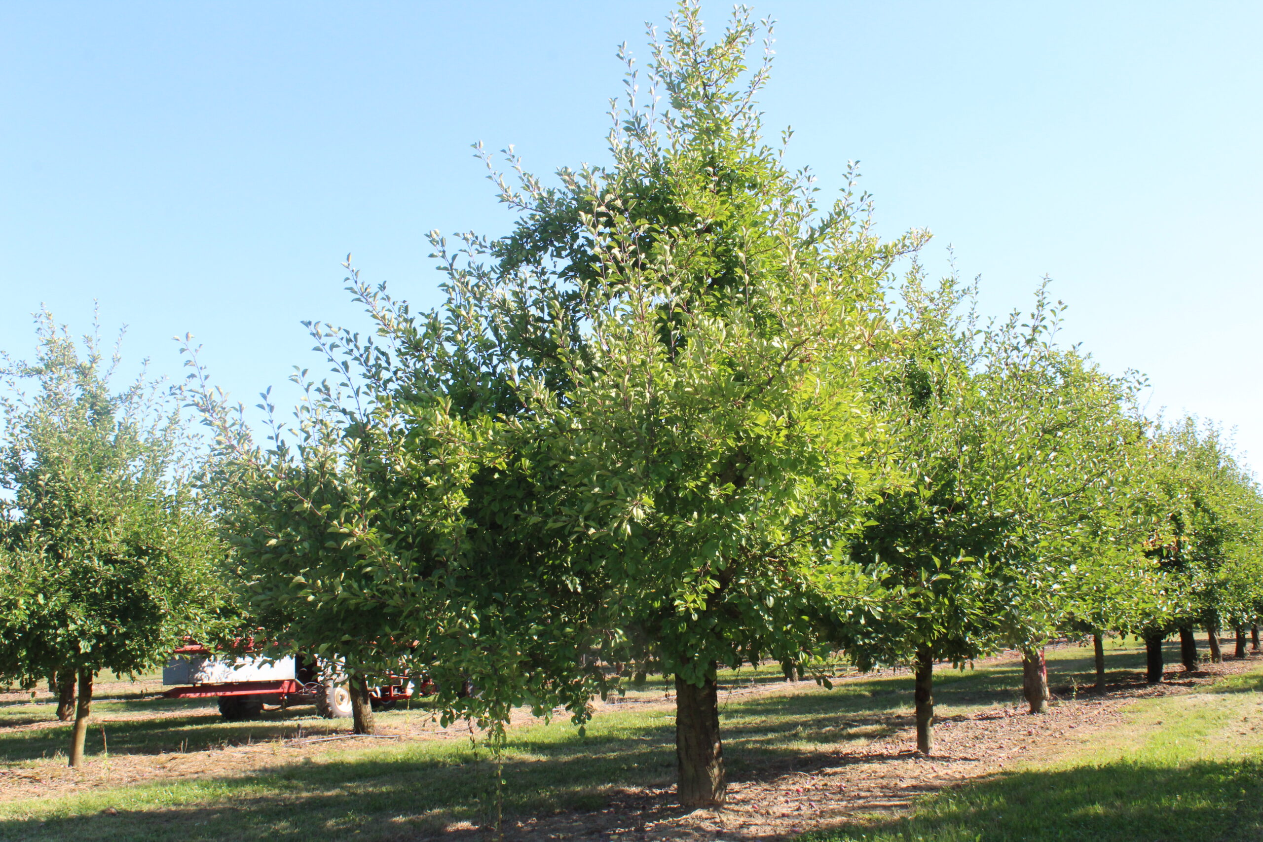 Prune Plum Trees France Khadija Fajry Summer 2022 (93)